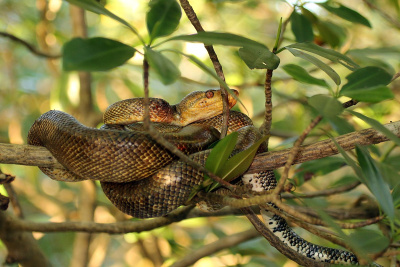 Садовый удав (Corallus hortulanus)